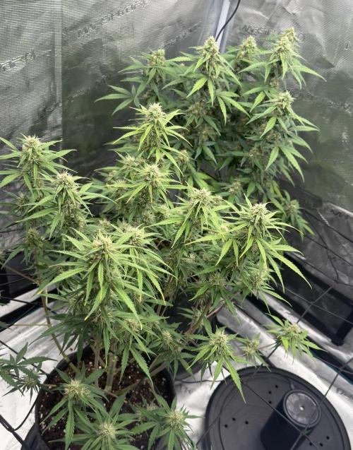 Mimosa x 🍊 👊🏻  Barney's Farm. Week 7