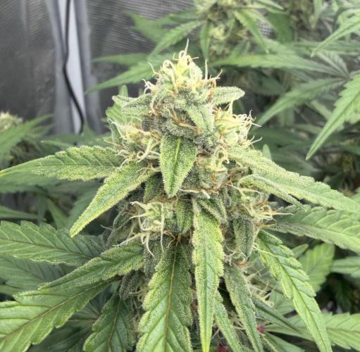Mimosa x 🍊 👊🏻  Barney's Farm. Week 7
