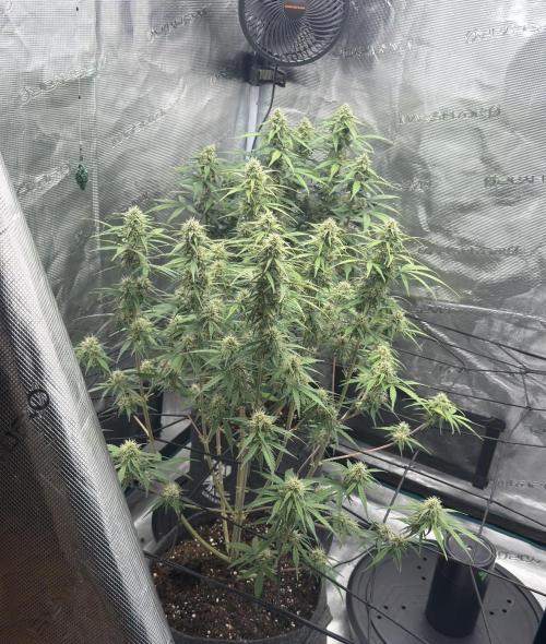 Mimosa x 🍊 👊🏻  Barney's Farm. Week 7