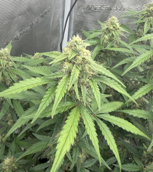 Mimosa x 🍊 👊🏻  Barney's Farm. Week 7
