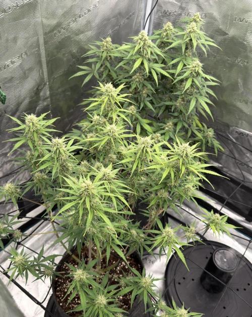 Mimosa x 🍊 👊🏻  Barney's Farm. Week 7