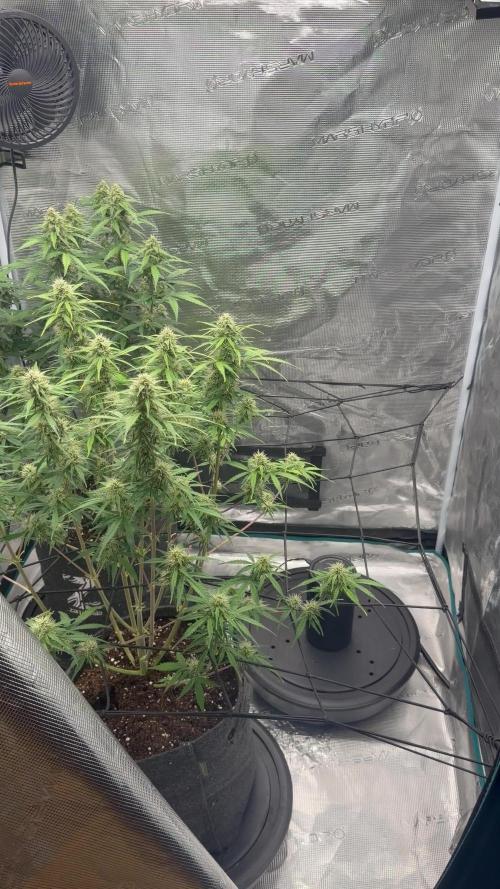 Mimosa x 🍊 👊🏻 Barney's Farm