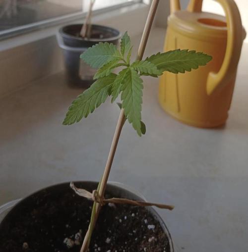 Shishka Lemonade. Week 1