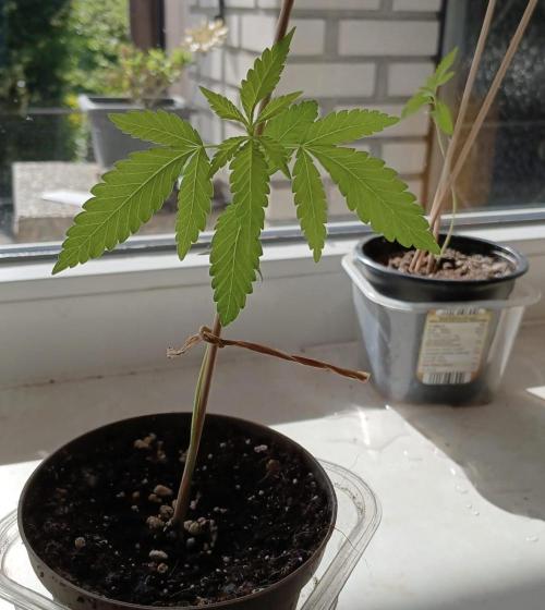 Air Lemon x Shishkaberry 🍋🍇. Week 2