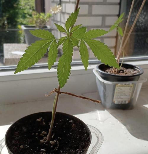 Air Lemon x Shishkaberry 🍋🍇. Week 2