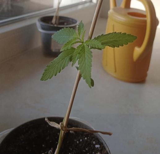 Air Lemon x Shishkaberry 🍋🍇. Week 1