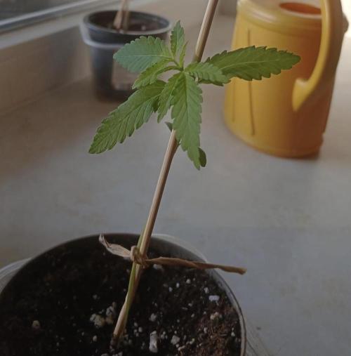 Air Lemon x Shishkaberry 🍋🍇. Week 1