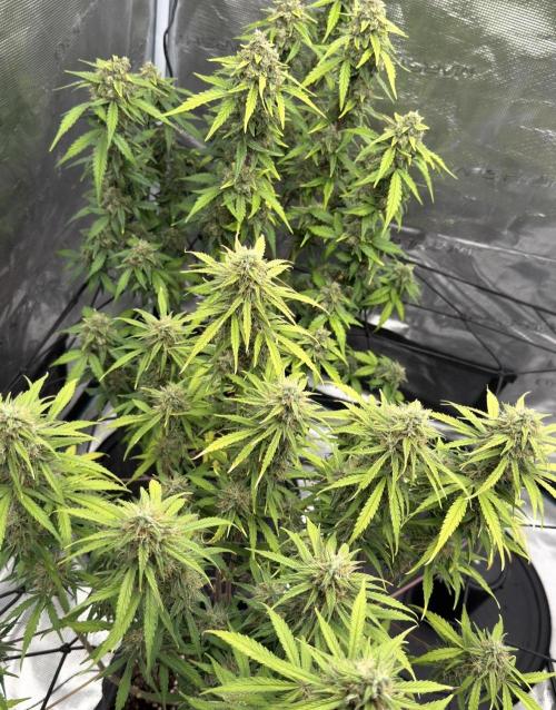 Mimosa x 🍊 👊🏻  Barney's Farm. Week 8