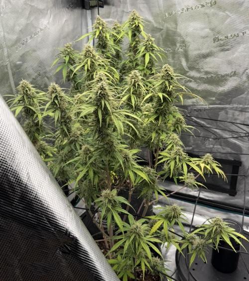 Mimosa x 🍊 👊🏻  Barney's Farm. Week 8