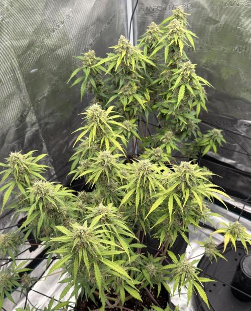 Mimosa x 🍊 👊🏻  Barney's Farm. Week 8