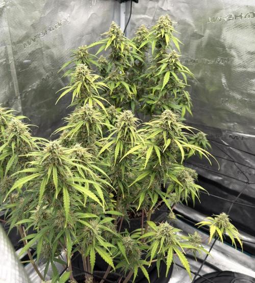 Mimosa x 🍊 👊🏻  Barney's Farm. Week 8