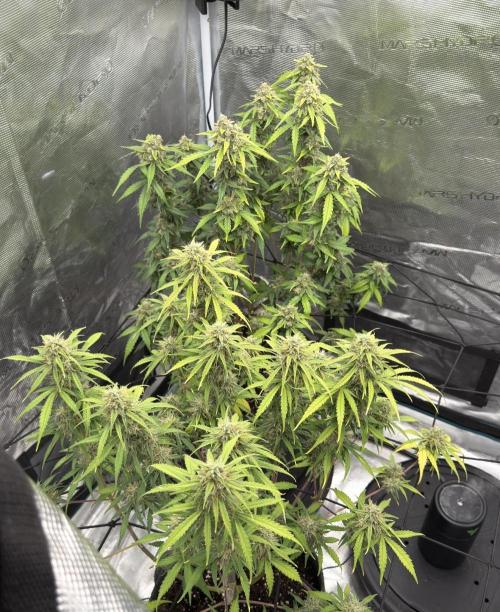 Mimosa x 🍊 👊🏻  Barney's Farm. Week 8