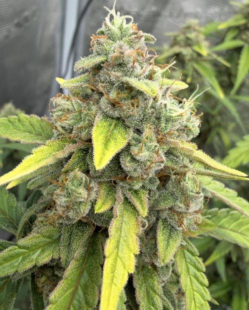 Mimosa x 🍊 👊🏻  Barney's Farm. Week 8