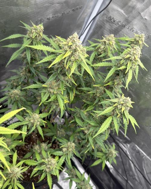 Mimosa x 🍊 👊🏻  Barney's Farm. Week 8