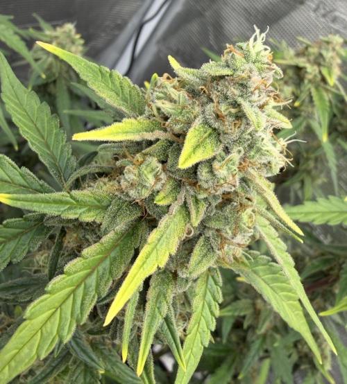 Mimosa x 🍊 👊🏻  Barney's Farm. Week 8