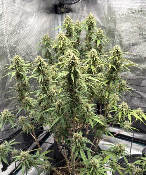 Mimosa x 🍊 👊🏻  Barney's Farm. Week 8