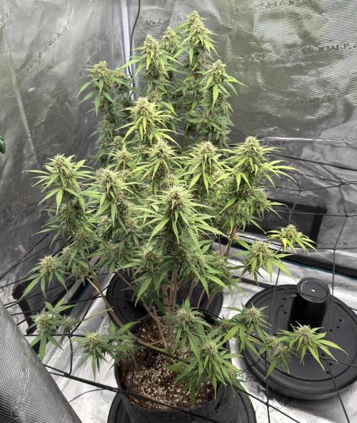 Mimosa x 🍊 👊🏻  Barney's Farm. Week 8