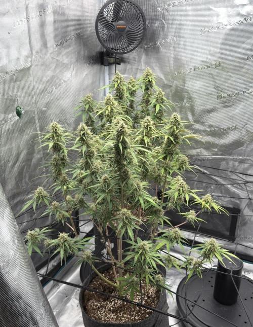 Mimosa x 🍊 👊🏻  Barney's Farm. Week 8