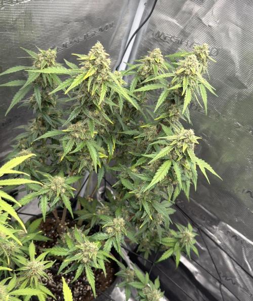 Mimosa x 🍊 👊🏻  Barney's Farm. Week 8