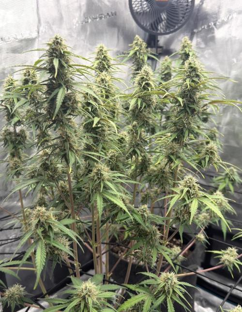 Mimosa x 🍊 👊🏻  Barney's Farm. Week 8