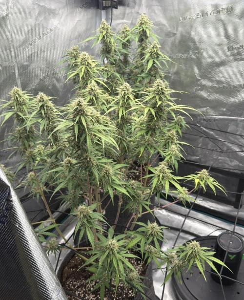 Mimosa x 🍊 👊🏻  Barney's Farm. Week 8