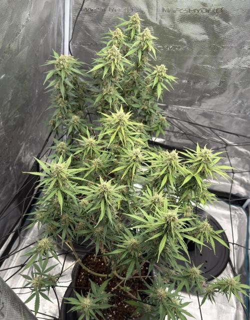 Mimosa x 🍊 👊🏻  Barney's Farm. Week 8
