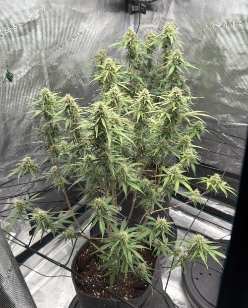 Mimosa x 🍊 👊🏻  Barney's Farm. Week 8