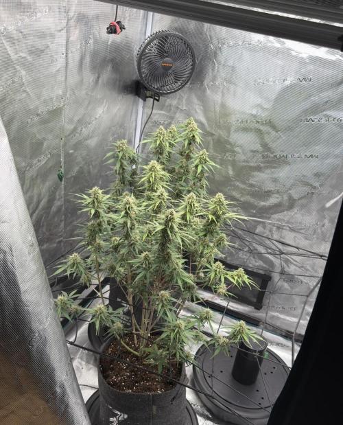 Mimosa x 🍊 👊🏻  Barney's Farm. Week 8