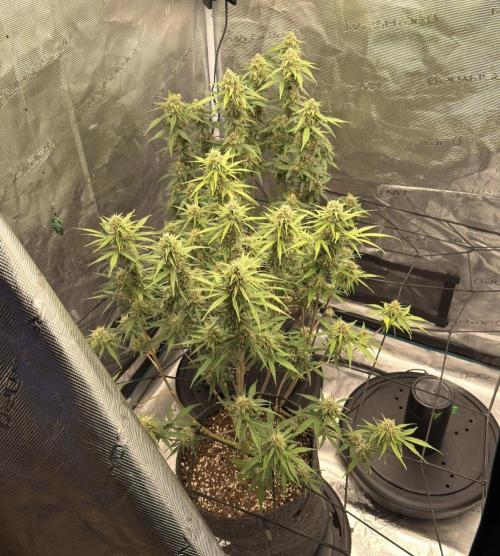 Mimosa x 🍊 👊🏻  Barney's Farm. Week 8