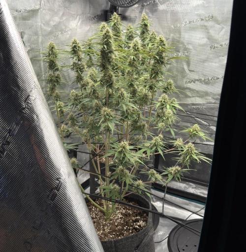 Mimosa x 🍊 👊🏻  Barney's Farm. Week 8