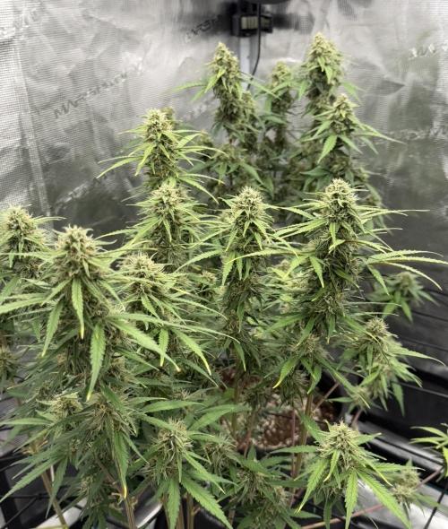 Mimosa x 🍊 👊🏻  Barney's Farm. Week 8