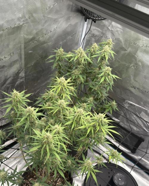 Mimosa x 🍊 👊🏻  Barney's Farm. Week 8