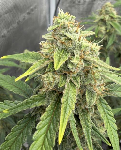 Mimosa x 🍊 👊🏻  Barney's Farm. Week 8