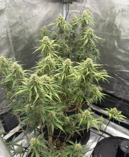 Mimosa x 🍊 👊🏻  Barney's Farm. Week 8