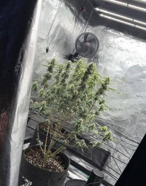 Mimosa x 🍊 👊🏻  Barney's Farm. Week 8