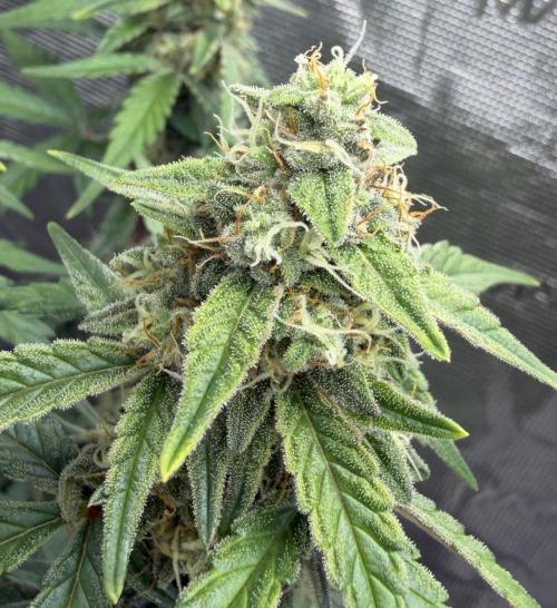 Mimosa x 🍊 👊🏻  Barney's Farm. Week 8