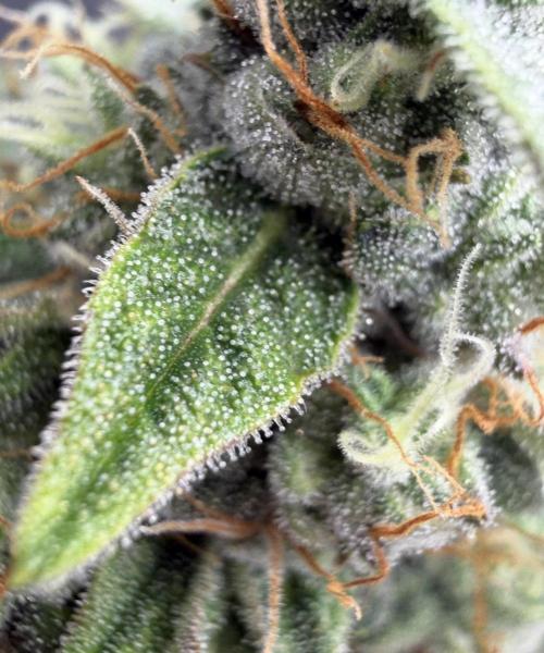 Mimosa x 🍊 👊🏻  Barney's Farm. Week 8