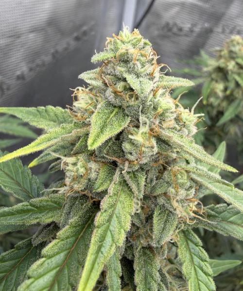 Mimosa x 🍊 👊🏻  Barney's Farm. Week 8