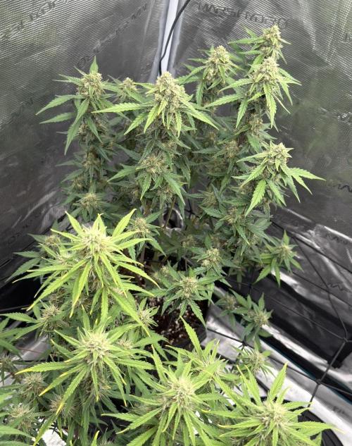 Mimosa x 🍊 👊🏻  Barney's Farm. Week 8