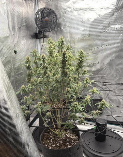 Mimosa x 🍊 👊🏻  Barney's Farm. Week 8