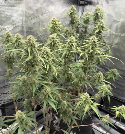 Mimosa x 🍊 👊🏻  Barney's Farm. Week 8