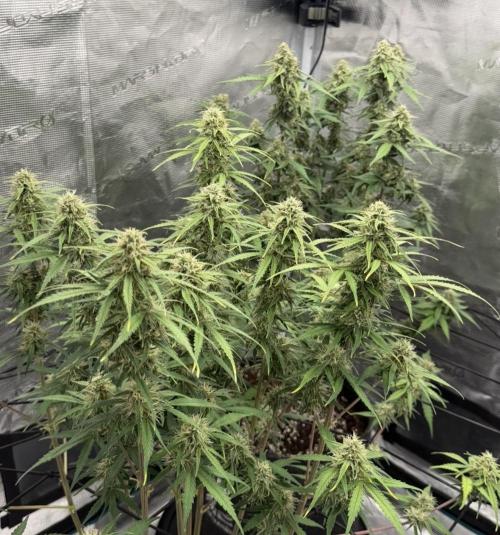 Mimosa x 🍊 👊🏻  Barney's Farm. Week 8