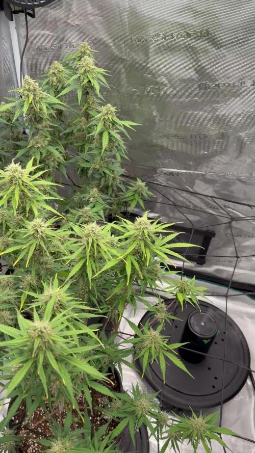 Mimosa x 🍊 👊🏻 Barney's Farm