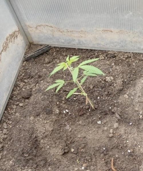 Air Lemon x Shishkaberry 🍋🍇. Week 3