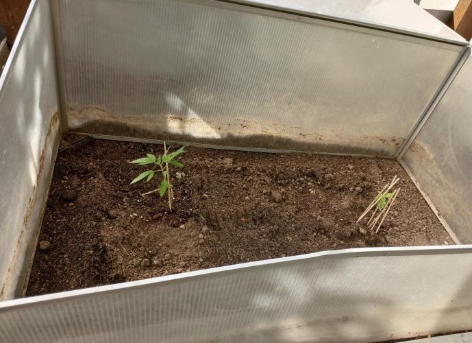 Air Lemon x Shishkaberry 🍋🍇. Week 3