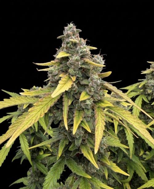 Mimosa x 🍊 👊🏻  Barney's Farm. Week 8