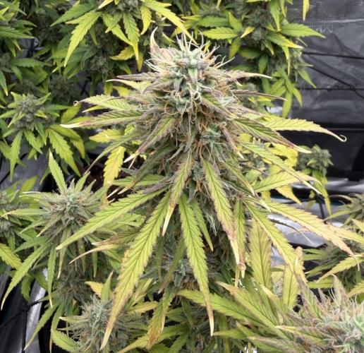Mimosa x 🍊 👊🏻  Barney's Farm. Week 9