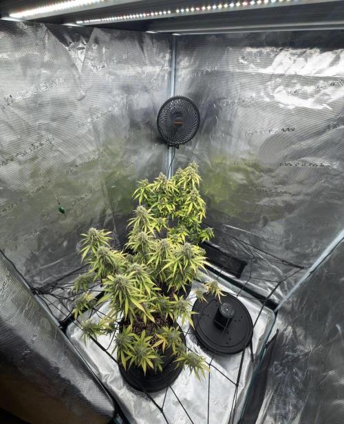 Mimosa x 🍊 👊🏻  Barney's Farm. Week 9