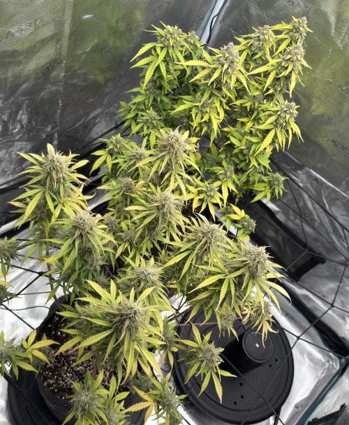 Mimosa x 🍊 👊🏻  Barney's Farm. Week 9