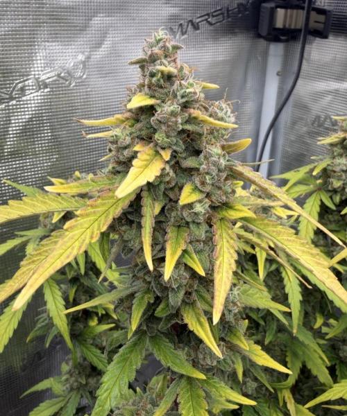 Mimosa x 🍊 👊🏻  Barney's Farm. Week 9